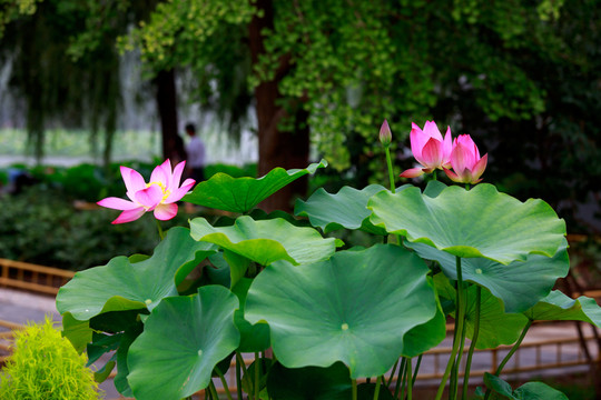 北京圓明園荷花