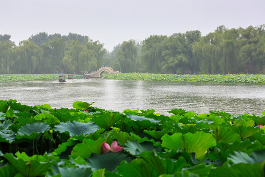 北京圓明園荷花
