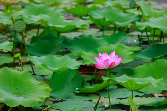 北京圓明園荷花