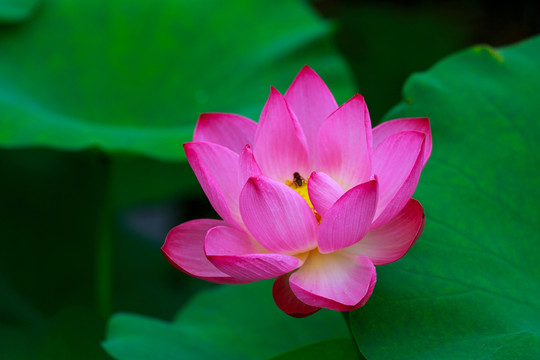 北京圓明園荷花