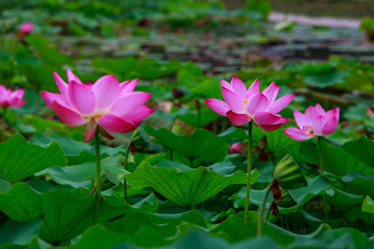 北京圓明園荷花