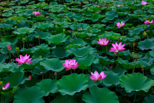 北京圓明園荷花