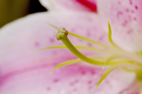 百合花