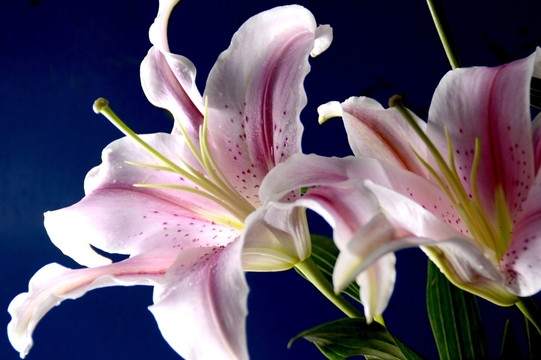 百合花