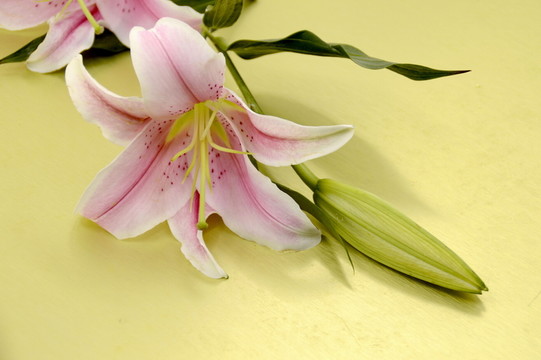 百合花