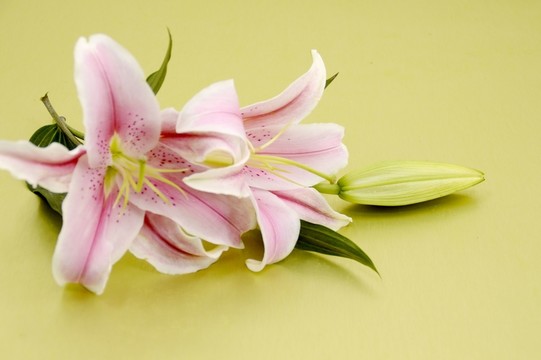 百合花
