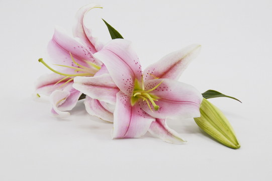 百合花