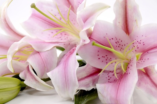 百合花