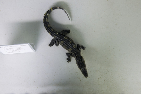 鱷魚幼體標(biāo)本