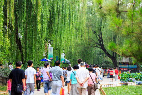 圓明園綺春園柳樹(shù)