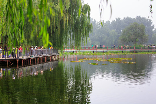 圓明園鳳麟洲九曲橋