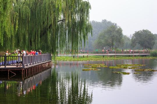 圓明園鳳麟洲九曲橋