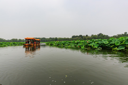 圓明園湖水荷花游船