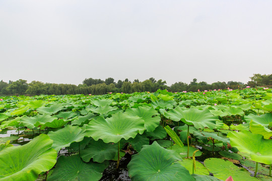 圓明園湖水荷葉