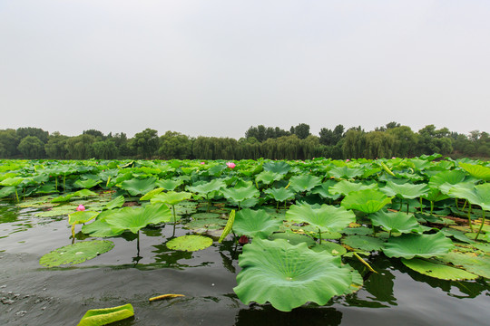 圓明園湖水荷花