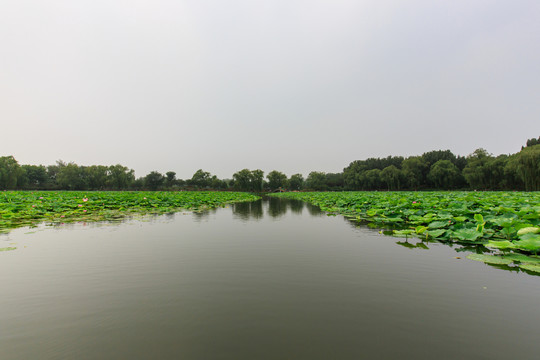圓明園湖水荷花小橋