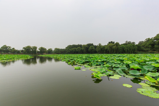 圓明園湖水荷花小橋