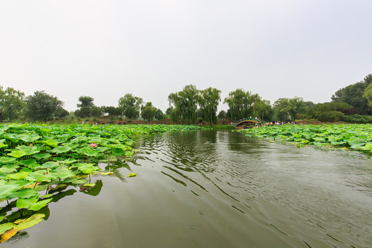 圓明園湖水荷花拱橋