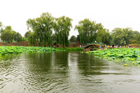 圓明園荷花拱橋