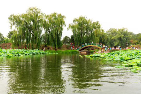 圓明園荷花小橋