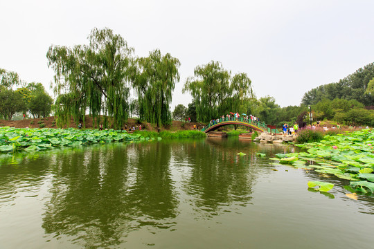 圓明園荷花小橋