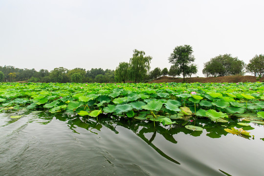 圓明園湖水荷花