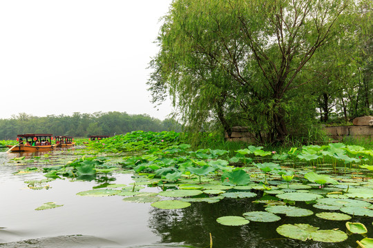 圓明園湖水荷花