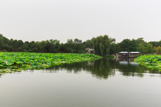圓明園荷花拱橋