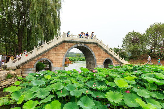 圓明園荷花拱橋