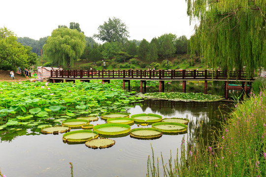 圓明園荷花小橋