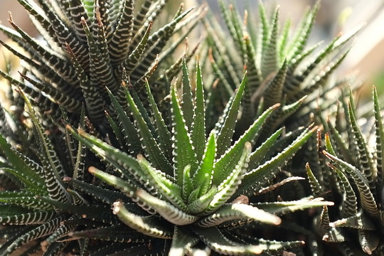 熱帶植物
