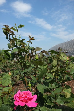 月季花