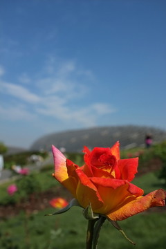 月季花