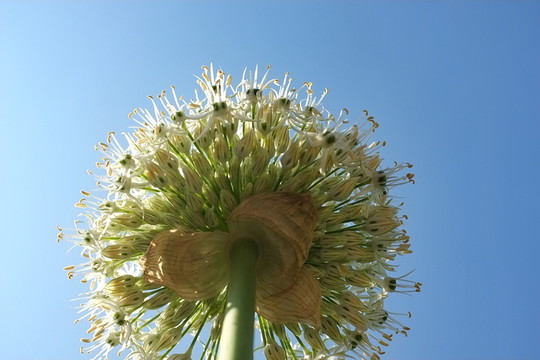 仰視花球