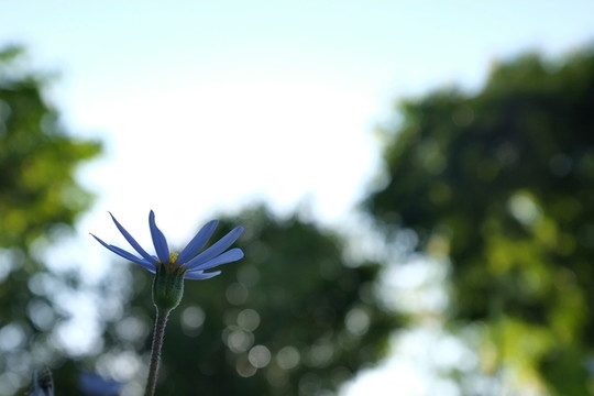 仰視菊花