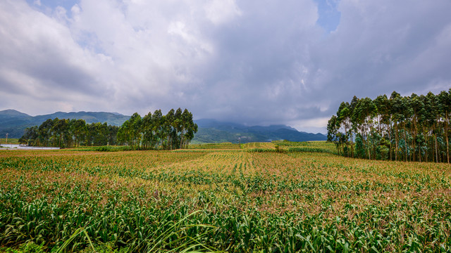 高粱地
