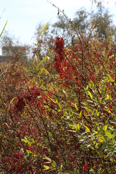 灌木 紅果