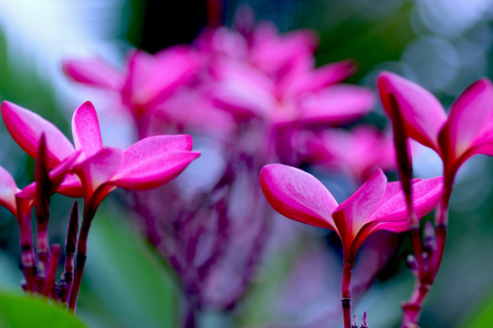 雞蛋花