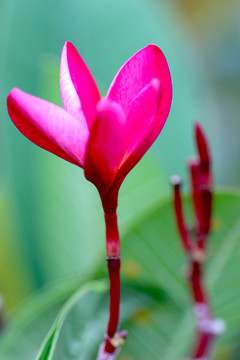 粉色小花