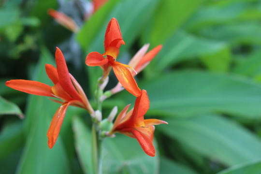 美人蕉花
