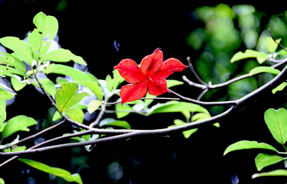 紅花綠葉