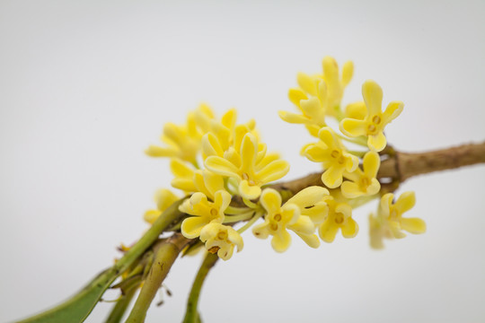 桂花