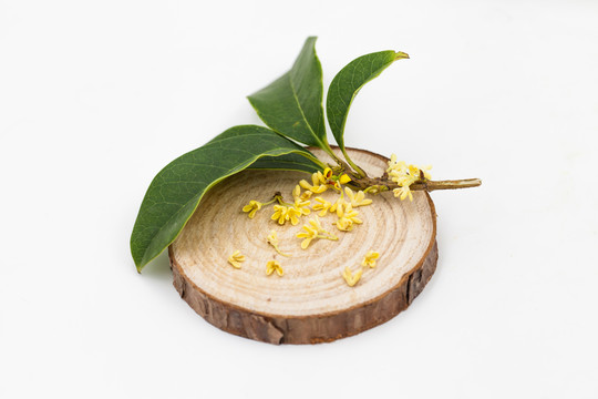 桂花