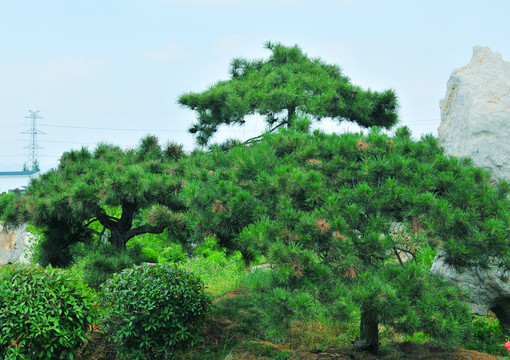 松樹 松柏 綠樹