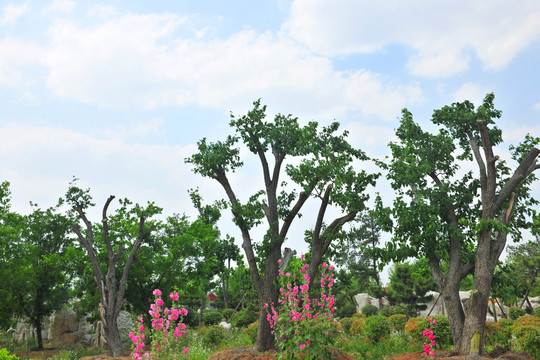 公園風(fēng)景 旅游區(qū)樹(shù)木