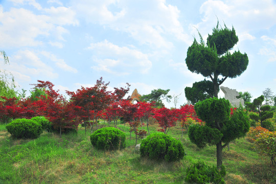 公園風(fēng)景 景觀園林 紅樹葉