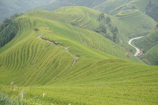 龍勝梯田