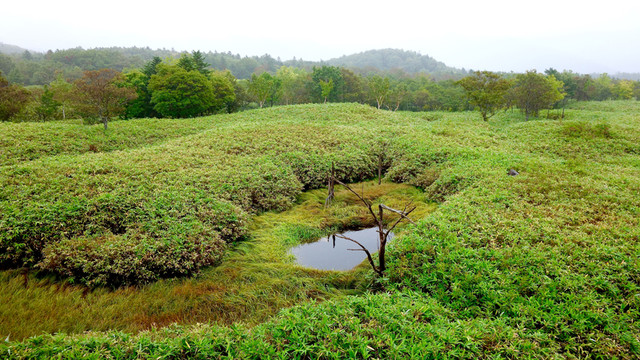 日本北海道知床五湖國立公園