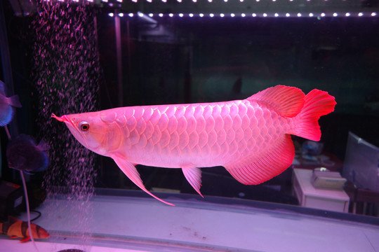 魚