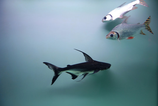 魚